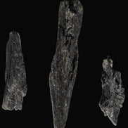 Black Tourmaline 3/4 feather crystal 18-19g Rocks and Things