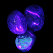 Three Blue Apatite polished stones 20-22g in UV light