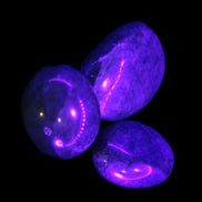 Three Blue Apatite polished stones 20-22g in UV light