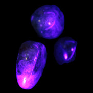 Three Blue Apatite polished stones 20-22g in UV light