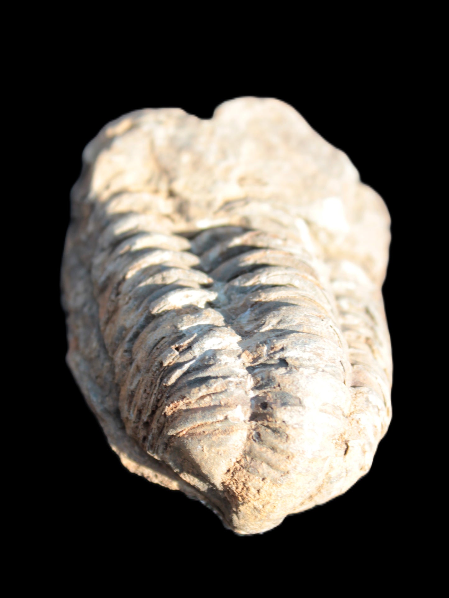 Trilobite Ordovician fossil from Morocco 45*27*70mm 84.7g Rocks and Things Store