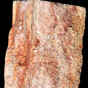Petrified Wood specimen 65*45*78mm  455g Rocks and Things