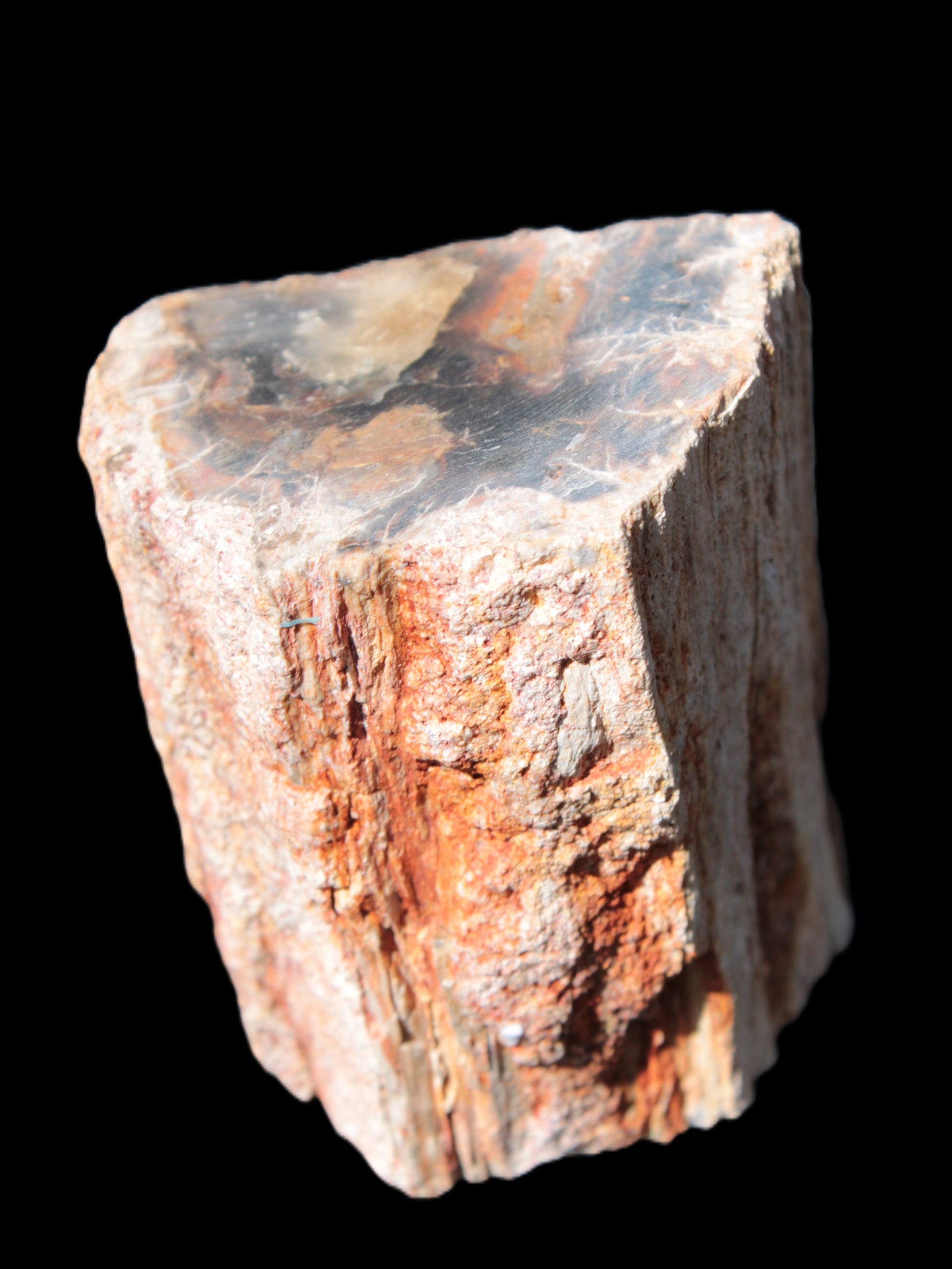 Petrified Wood specimen 65*45*78mm  455g Rocks and Things