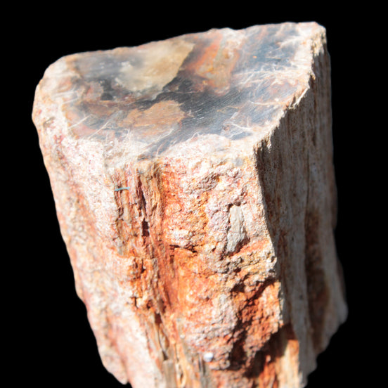 Petrified Wood specimen 65*45*78mm  455g Rocks and Things