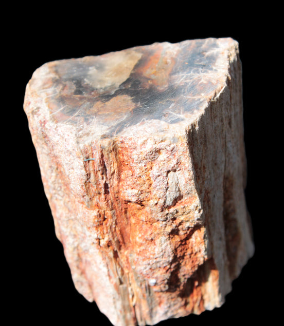 Petrified Wood specimen 65*45*78mm  455g Rocks and Things
