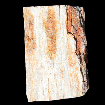 Petrified Wood specimen 65*45*78mm  455g Rocks and Things