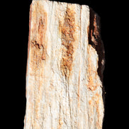 Petrified Wood specimen 65*45*78mm  455g Rocks and Things