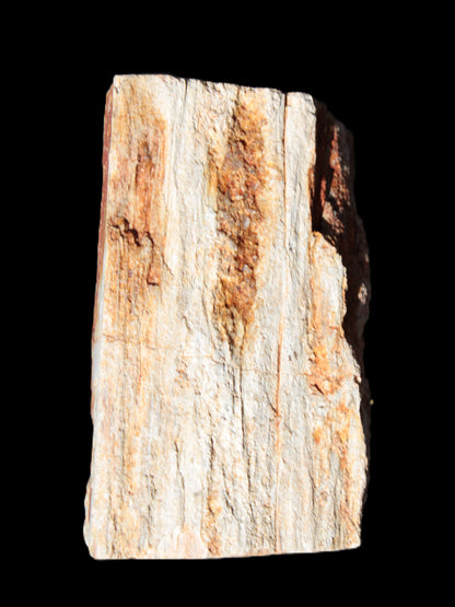 Petrified Wood specimen 65*45*78mm  455g Rocks and Things