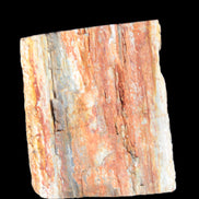 Petrified Wood specimen 65*45*78mm  455g Rocks and Things