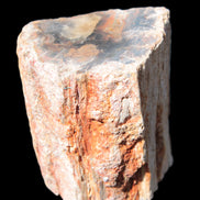 Petrified Wood specimen 65*45*78mm  455g Rocks and Things