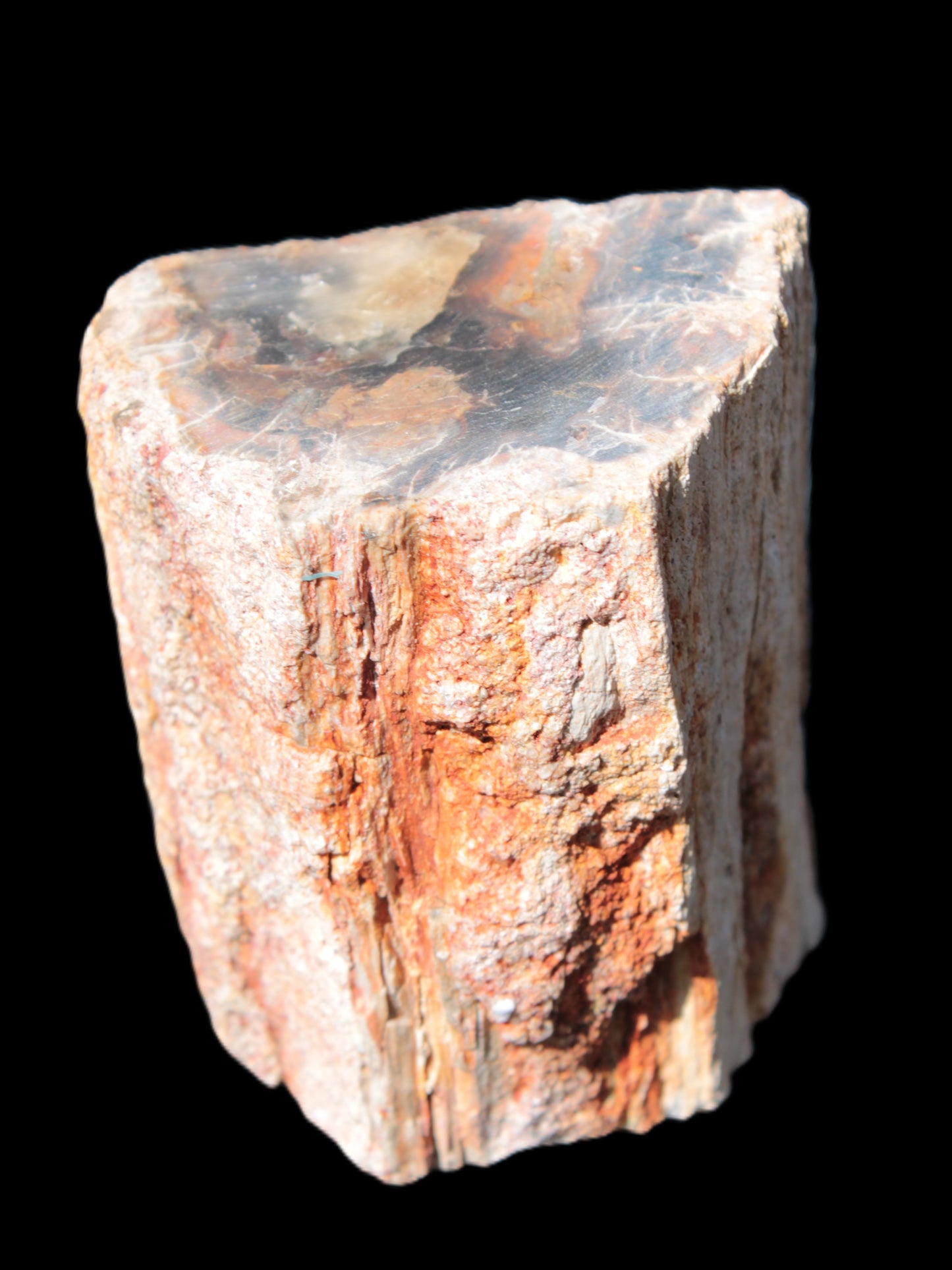 Petrified Wood specimen 65*45*78mm  455g Rocks and Things