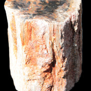Petrified Wood specimen 65*45*78mm  455g Rocks and Things
