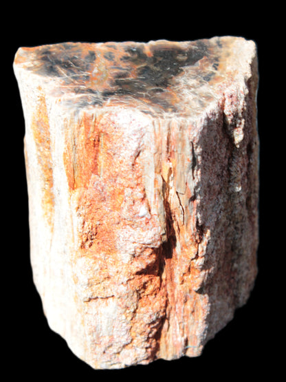 Petrified Wood specimen 65*45*78mm  455g Rocks and Things