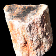 Petrified Wood specimen 65*45*78mm  455g Rocks and Things