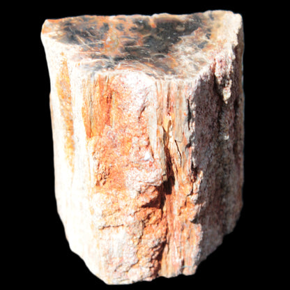 Petrified Wood specimen 65*45*78mm  455g Rocks and Things