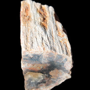 Petrified Wood specimen 65*45*78mm  455g Rocks and Things
