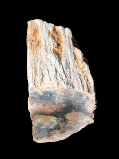 Petrified Wood specimen 65*45*78mm  455g Rocks and Things