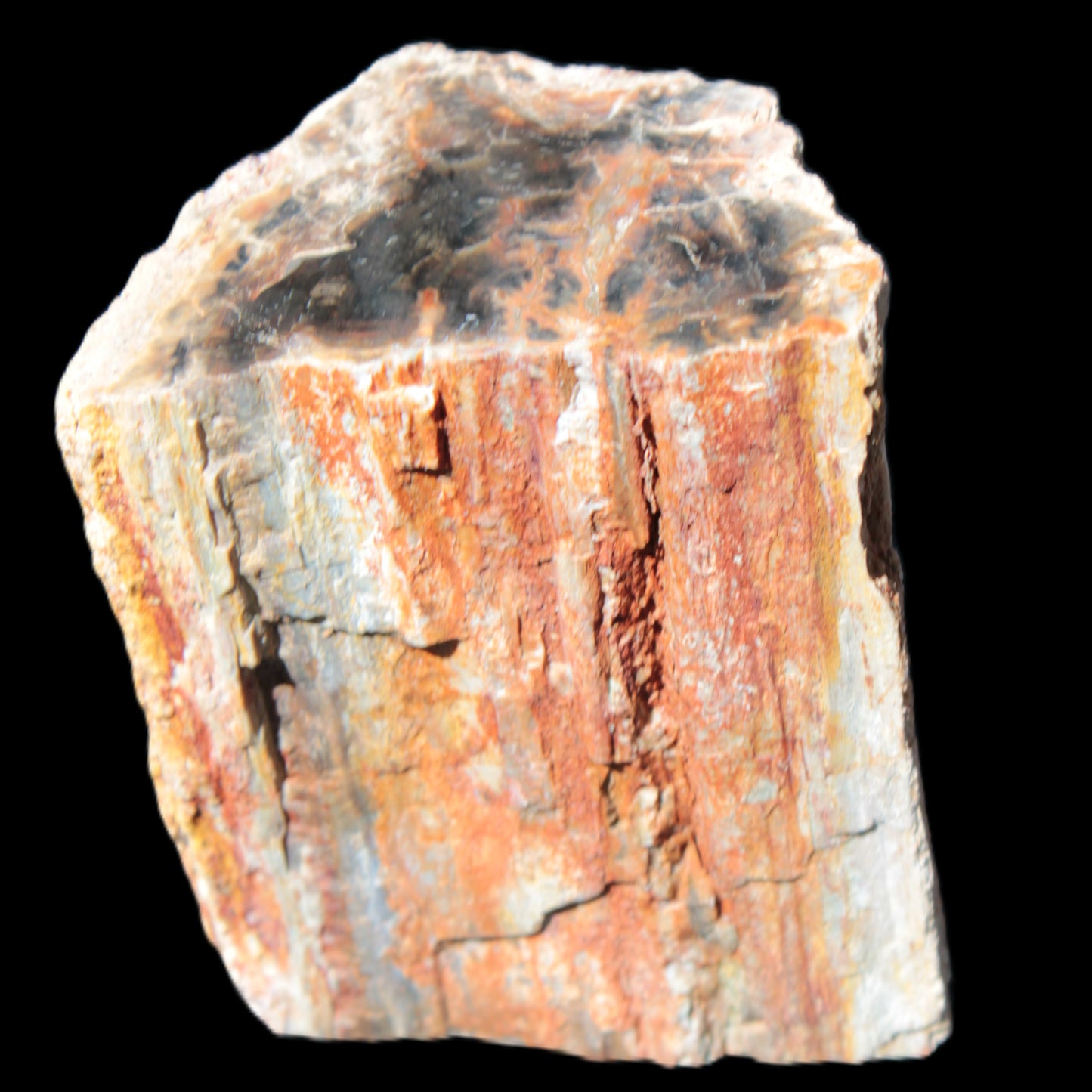 Petrified Wood specimen 65*45*78mm  455g Rocks and Things