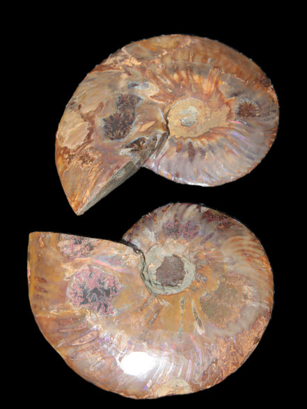Big Ammonite section pair from Madagascar 435g Rocks and Things