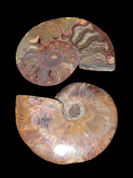 Big Ammonite section pair from Madagascar 435g Rocks and Things