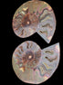 Big Ammonite section pair from Madagascar 435g Rocks and Things
