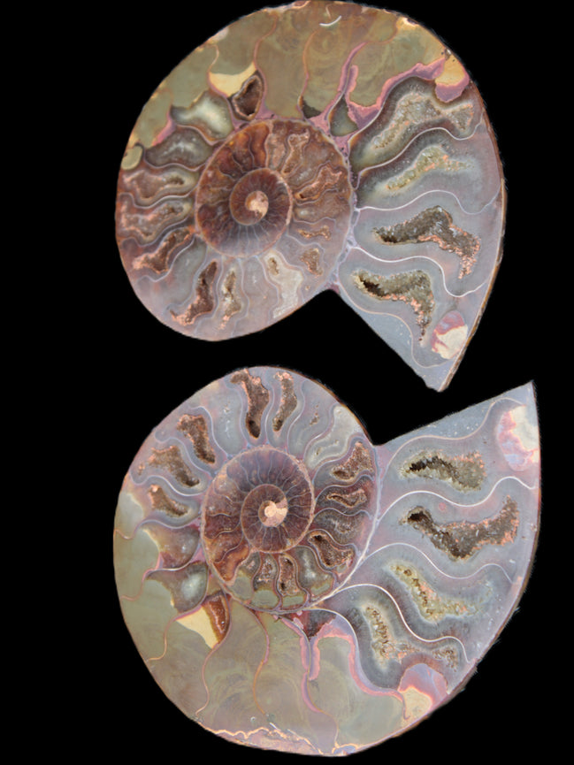 Big Ammonite section pair from Madagascar 435g Rocks and Things