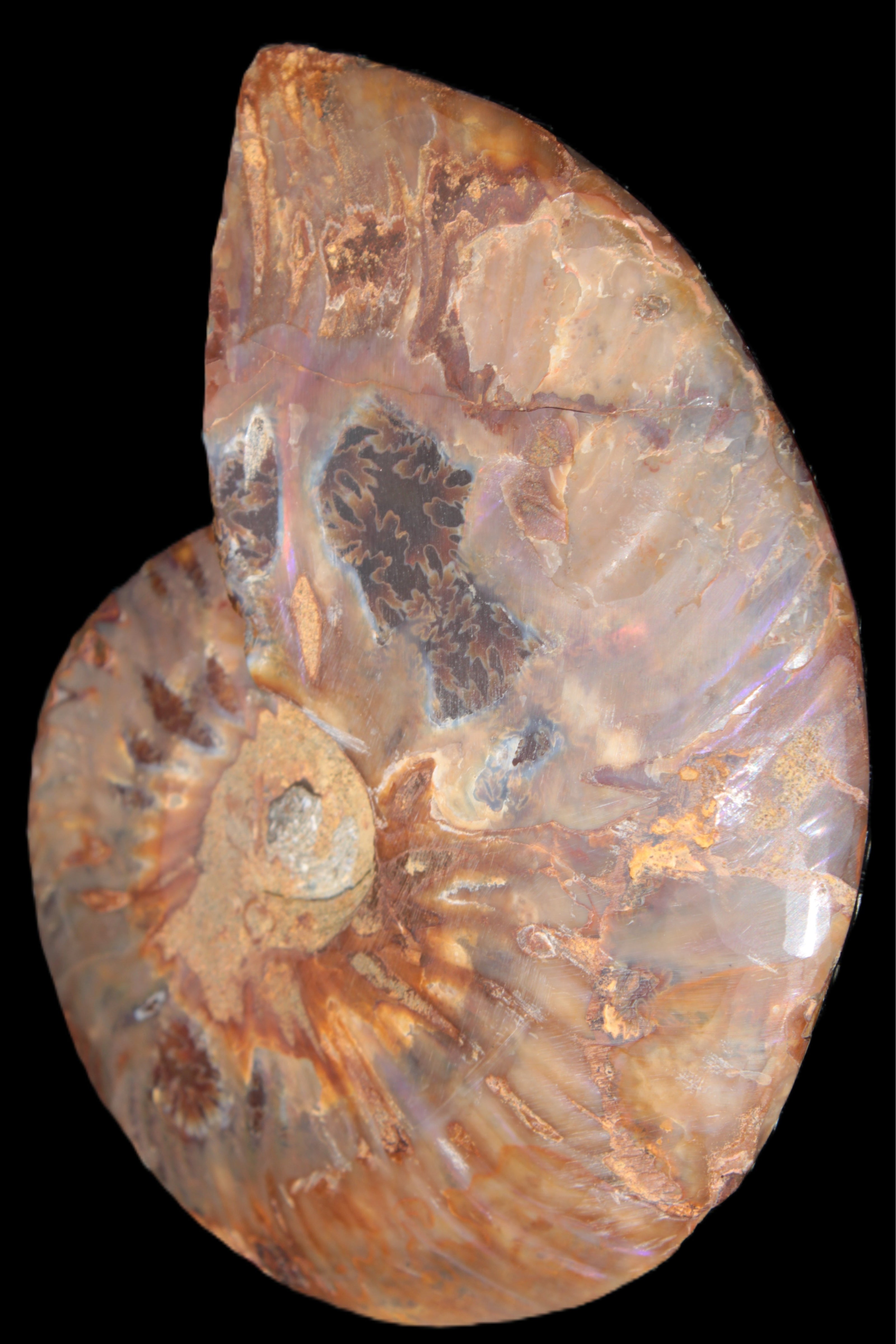 Big Ammonite section pair from Madagascar 435g Rocks and Things