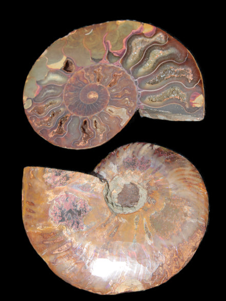 Big Ammonite section pair from Madagascar 435g Rocks and Things