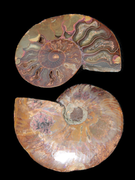 Big Ammonite section pair from Madagascar 435g Rocks and Things