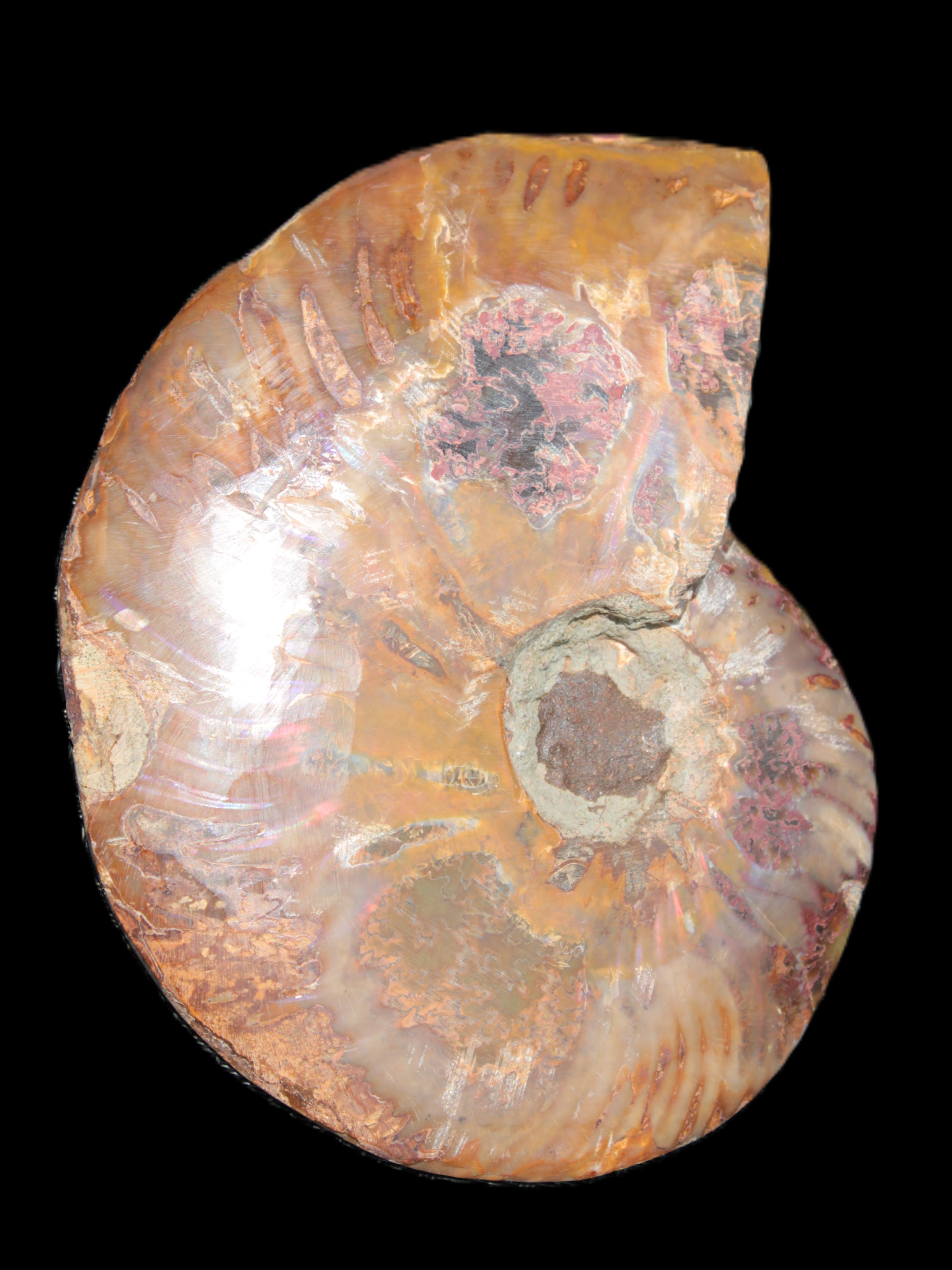 Big Ammonite section pair from Madagascar 435g Rocks and Things
