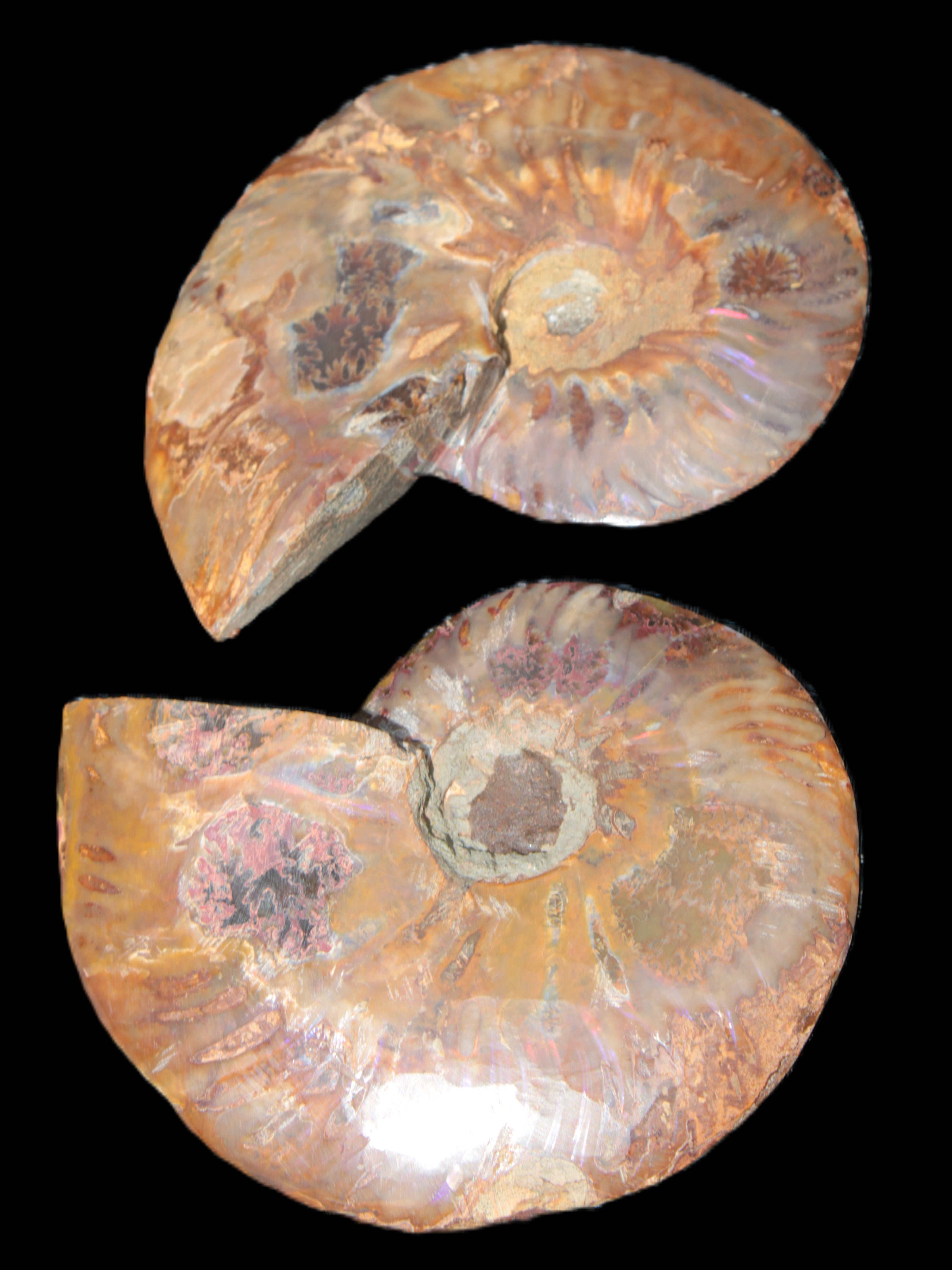 Big Ammonite section pair from Madagascar 435g Rocks and Things