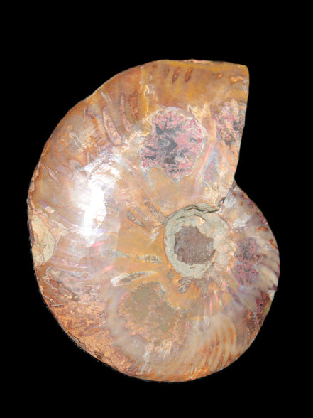 Big Ammonite section pair from Madagascar 435g Rocks and Things