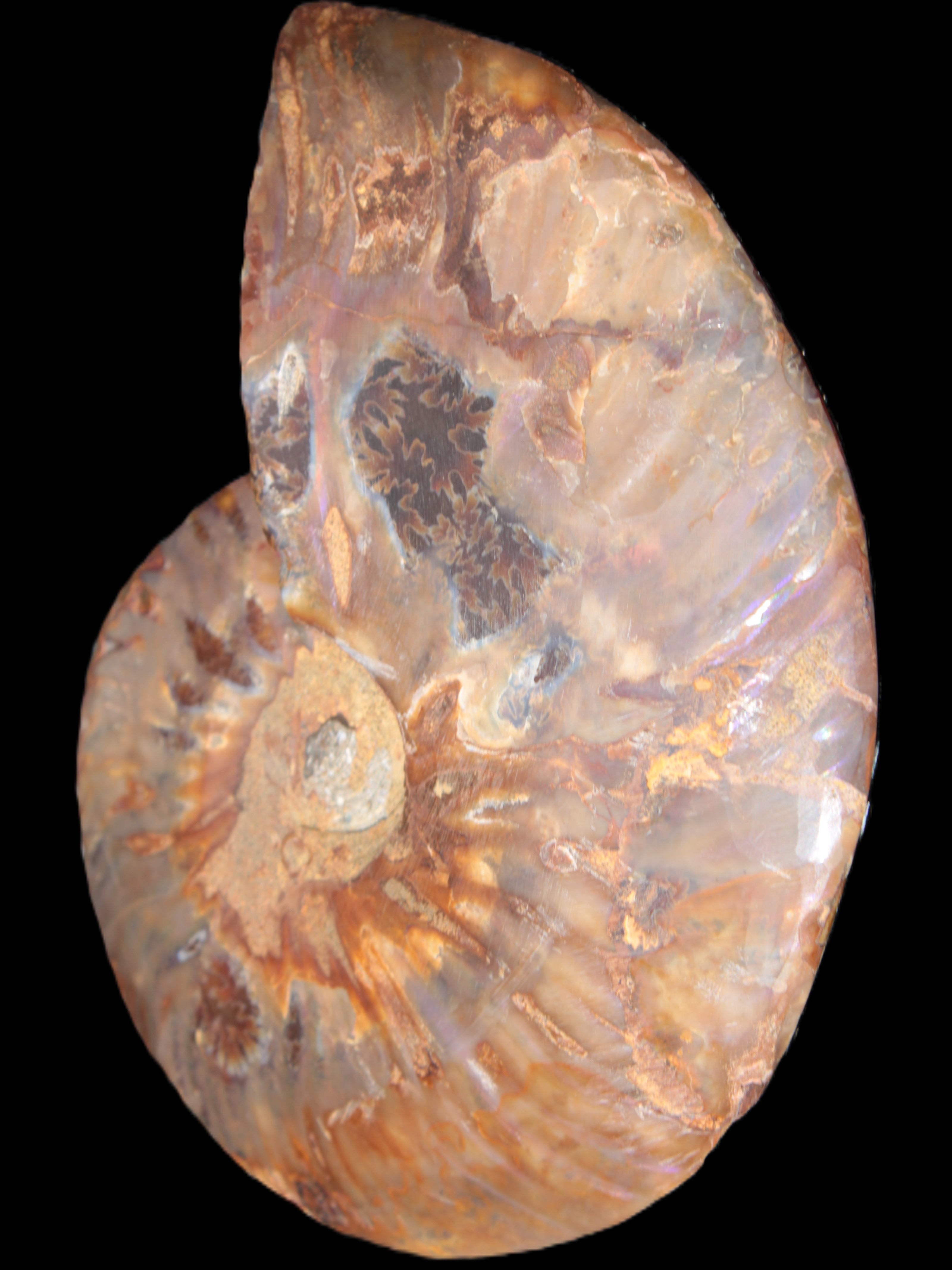 Big Ammonite section pair from Madagascar 435g Rocks and Things