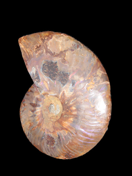 Big Ammonite section pair from Madagascar 435g Rocks and Things