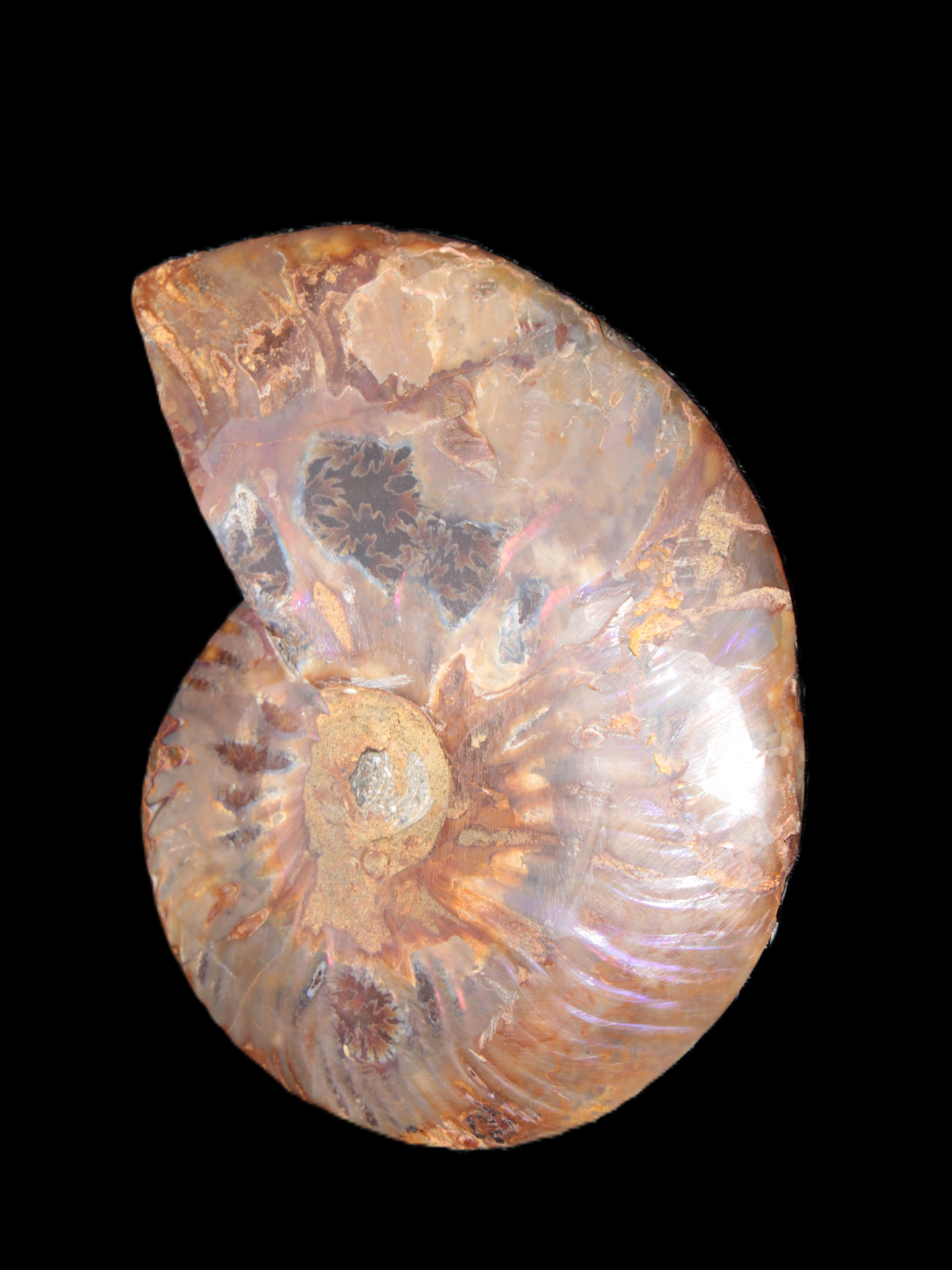 Big Ammonite section pair from Madagascar 435g Rocks and Things