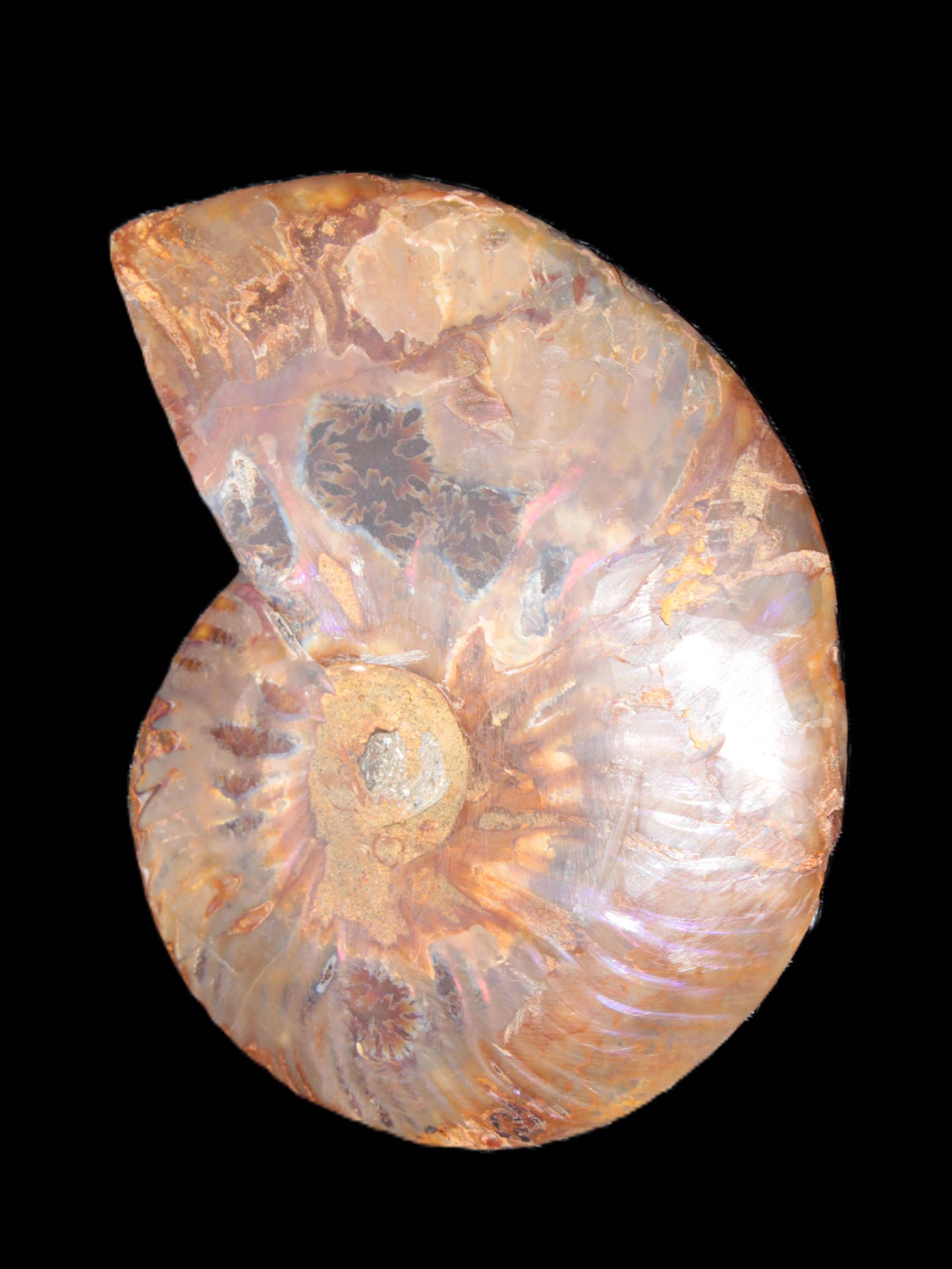 Big Ammonite section pair from Madagascar 435g Rocks and Things