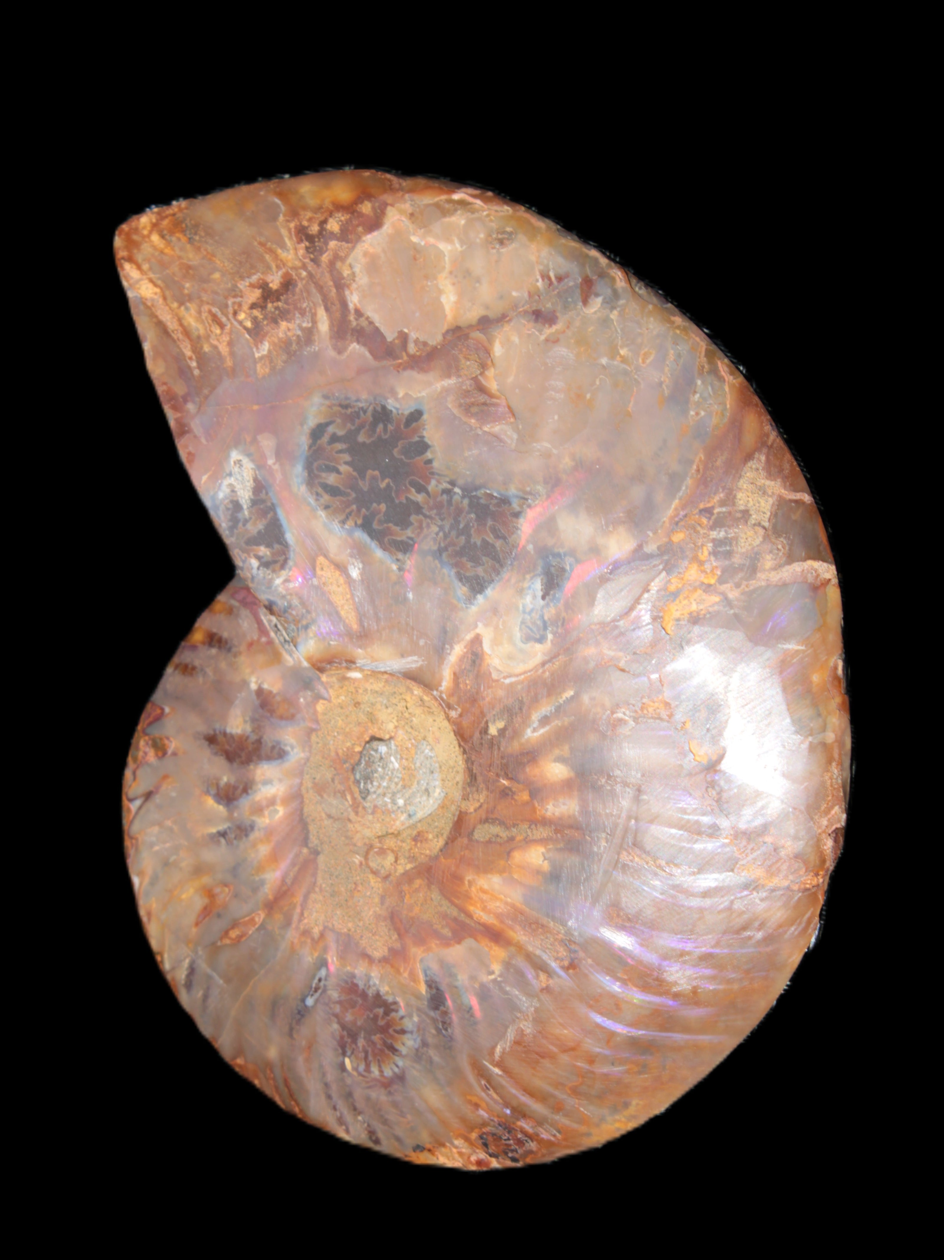 Big Ammonite section pair from Madagascar 435g Rocks and Things