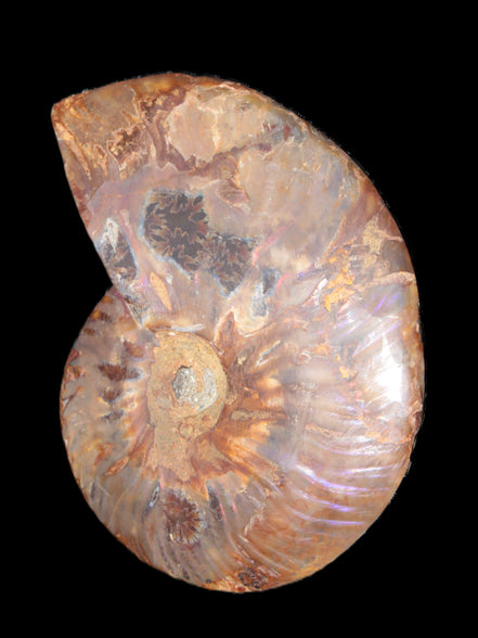 Big Ammonite section pair from Madagascar 435g Rocks and Things