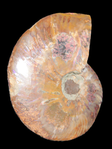 Big Ammonite section pair from Madagascar 435g Rocks and Things