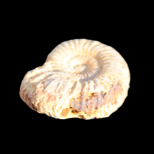 Ammonite 25mm 6-7g Rocks and Things