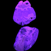 Bumblebee Jasper stones 36.5g in UV light - Rocks and Things Store