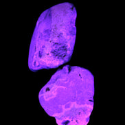 Bumblebee Jasper stones 36.5g in UV light - Rocks and Things Store