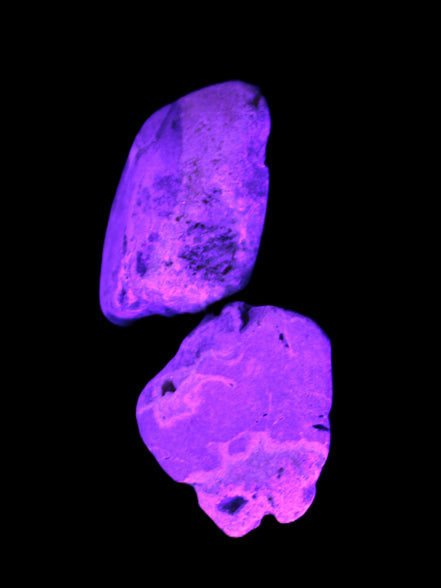 Bumblebee Jasper stones 36.5g in UV light - Rocks and Things Store