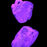 Bumblebee Jasper stones 36.5g in UV light - Rocks and Things Store