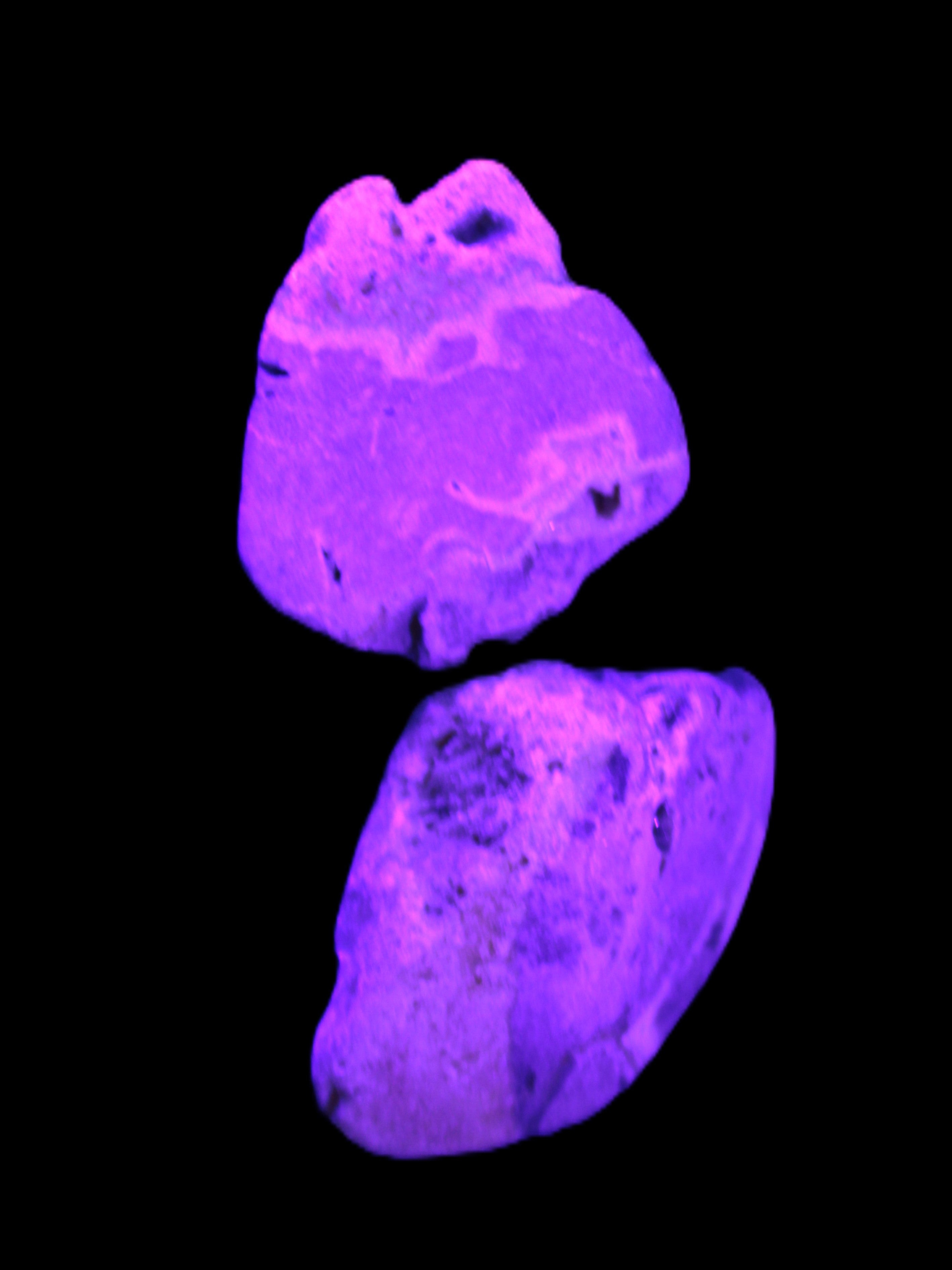 Bumblebee Jasper stones 36.5g in UV light - Rocks and Things Store