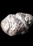 Carbonado natural stones from Egypt 10-14g in sunlight - Rocks and Things Store
