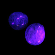 Neon Blue Apatite 2 tumbled stones 17-20mm 14g in UV light