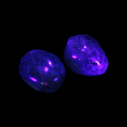 Neon Blue Apatite 2 tumbled stones 17-20mm 14g in UV light - Rocks and Things Store