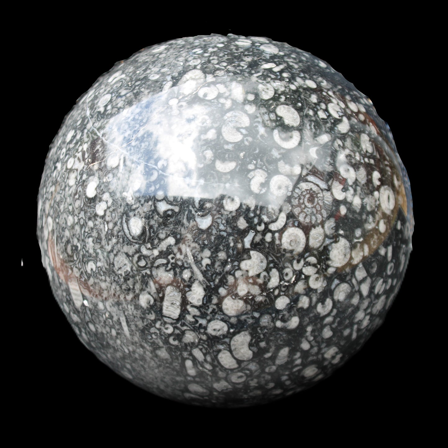 Huge Orthoceras sphere 192mm 10420g Rocks and Things Store