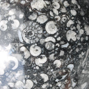 Huge Orthoceras sphere 192mm 10420g Rocks and Things Store